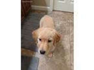 Golden Retriever Puppy for sale in Grapevine, TX, USA
