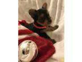 Yorkshire Terrier Puppy for sale in Ashtabula, OH, USA
