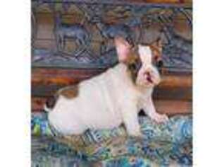 French Bulldog Puppy for sale in Anna, IL, USA