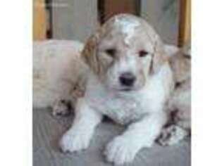 Goldendoodle Puppy for sale in Antimony, UT, USA