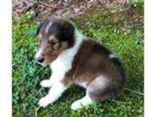 Collie Puppy for sale in Ohatchee, AL, USA