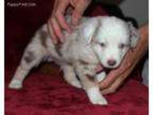 Miniature Australian Shepherd Puppy for sale in Palisade, CO, USA