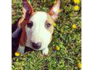 Bull Terrier Puppy for sale in Jackson, WY, USA