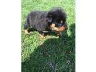 Rottweiler Puppy for sale in Silex, MO, USA