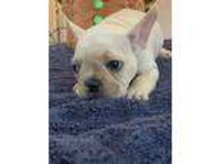 French Bulldog Puppy for sale in Madisonville, KY, USA