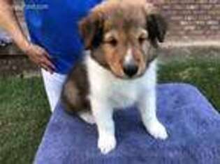 Shetland Sheepdog Puppy for sale in Hot Springs, AR, USA