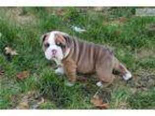 Bulldog Puppy for sale in Erie, PA, USA