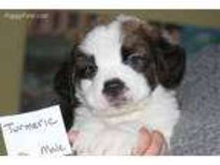 Saint Bernard Puppy for sale in Lancaster, MN, USA