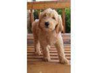Goldendoodle Puppy for sale in Altha, FL, USA