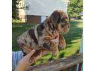 Bulldog Puppy for sale in Christiansburg, VA, USA