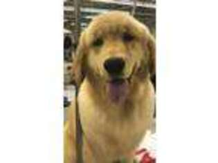 Golden Retriever Puppy for sale in Roberts, MT, USA