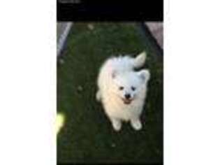 American Eskimo Dog Puppy for sale in Redlands, CA, USA