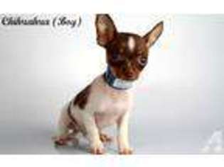 Chihuahua Puppy for sale in NATIONAL CITY, CA, USA