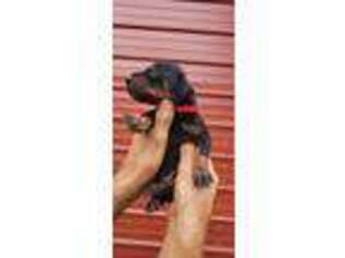 Doberman Pinscher Puppy for sale in Berryville, AR, USA