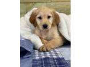 Goldendoodle Puppy for sale in Sherman, TX, USA