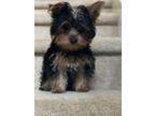 Yorkshire Terrier Puppy for sale in Mountlake Terrace, WA, USA
