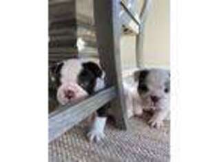 Bulldog Puppy for sale in Washington, PA, USA