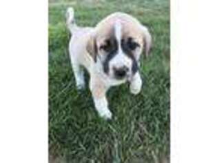 Anatolian Shepherd Puppy for sale in Silver Springs, NV, USA