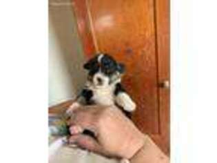 Pembroke Welsh Corgi Puppy for sale in Loveland, CO, USA