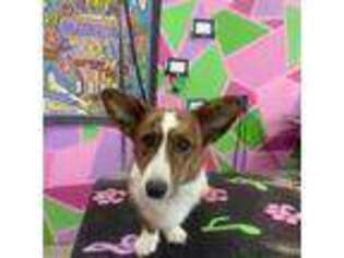 Cardigan Welsh Corgi Puppy for sale in Rapid City, SD, USA