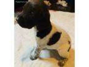 German Shorthaired Pointer Puppy for sale in Ridgeville, SC, USA
