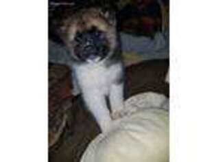 Akita Puppy for sale in Murphy, NC, USA