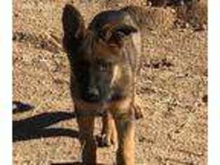 German Shepherd Dog Puppy for sale in Golden Valley, AZ, USA