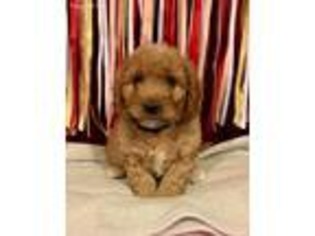 Goldendoodle Puppy for sale in Greeley, CO, USA