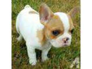 French Bulldog Puppy for sale in SHELTON, WA, USA