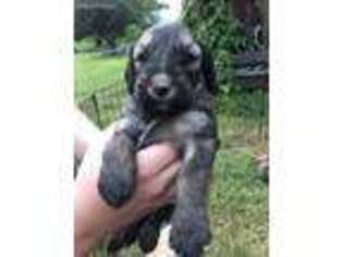 Goldendoodle Puppy for sale in Corbin, KY, USA