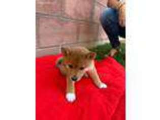 Shiba Inu Puppy for sale in San Bernardino, CA, USA