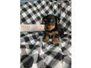 Yorkshire Terrier Puppy for sale in Mountain Grove, MO, USA