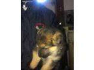 German Shepherd Dog Puppy for sale in Utica, NY, USA