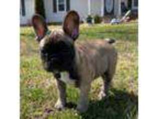 French Bulldog Puppy for sale in Rockvale, TN, USA