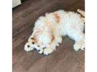 Cavapoo Puppy for sale in Troy, MI, USA