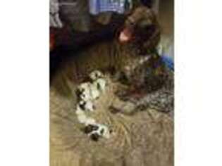 German Shorthaired Pointer Puppy for sale in Savannah, GA, USA