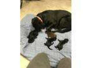 Labrador Retriever Puppy for sale in Crosby, TX, USA
