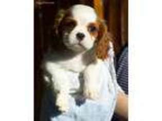 Cavalier King Charles Spaniel Puppy for sale in Milwaukee, WI, USA