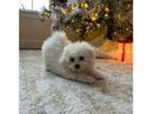 Bichon Frise Puppy for sale in Flanders, NJ, USA