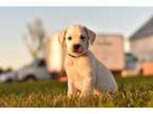 Labrador Retriever Puppy for sale in Kalona, IA, USA