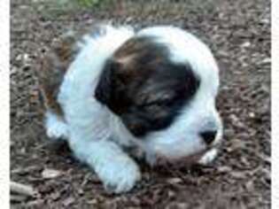 Shih-Poo Puppy for sale in Rehoboth, MA, USA