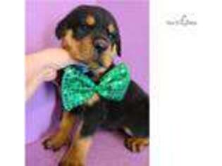 Rottweiler Puppy for sale in Pittsburgh, PA, USA