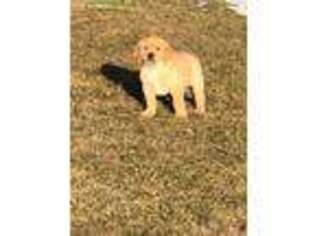 Labrador Retriever Puppy for sale in Hillsboro, WI, USA