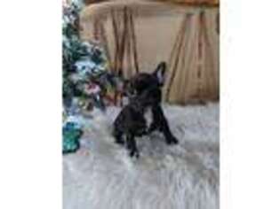 French Bulldog Puppy for sale in New London, MN, USA