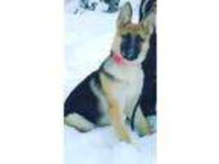 German Shepherd Dog Puppy for sale in NEW BRITAIN, CT, USA