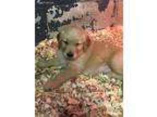 Golden Retriever Puppy for sale in Laura, OH, USA