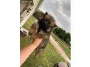 Pomeranian Puppy for sale in Plant City, FL, USA