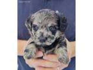 Labradoodle Puppy for sale in Menomonee Falls, WI, USA