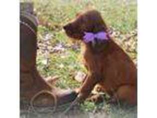 Irish Setter Puppy for sale in Rutherford, TN, USA