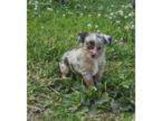 Miniature Australian Shepherd Puppy for sale in Lathrop, MO, USA